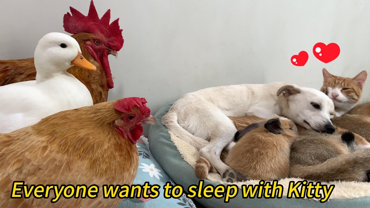 So funny! The hen, rabbit, rooster, duck, and puppy all want to sleep with Kitty.What a happy family