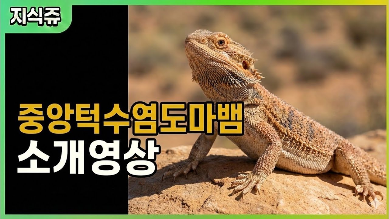 중앙턱수염도마뱀 소개영상
