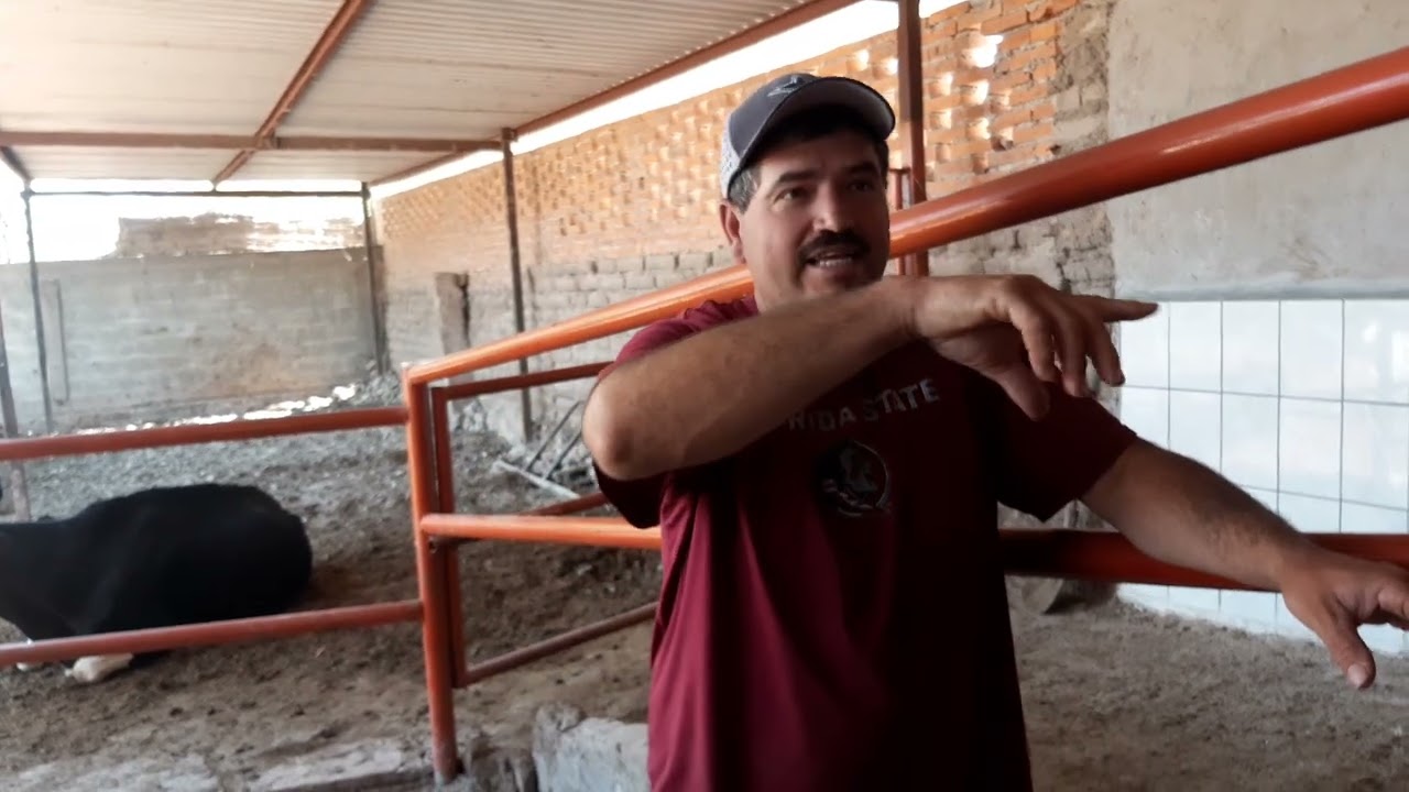 VACAS LECHERAS HOLSTEIN 🐄🐄 MOSTRANDO SU SALA DE ORDEÑA