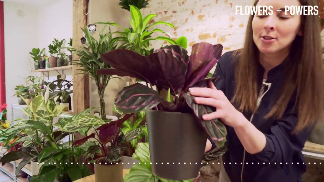 Calathea - verzorging