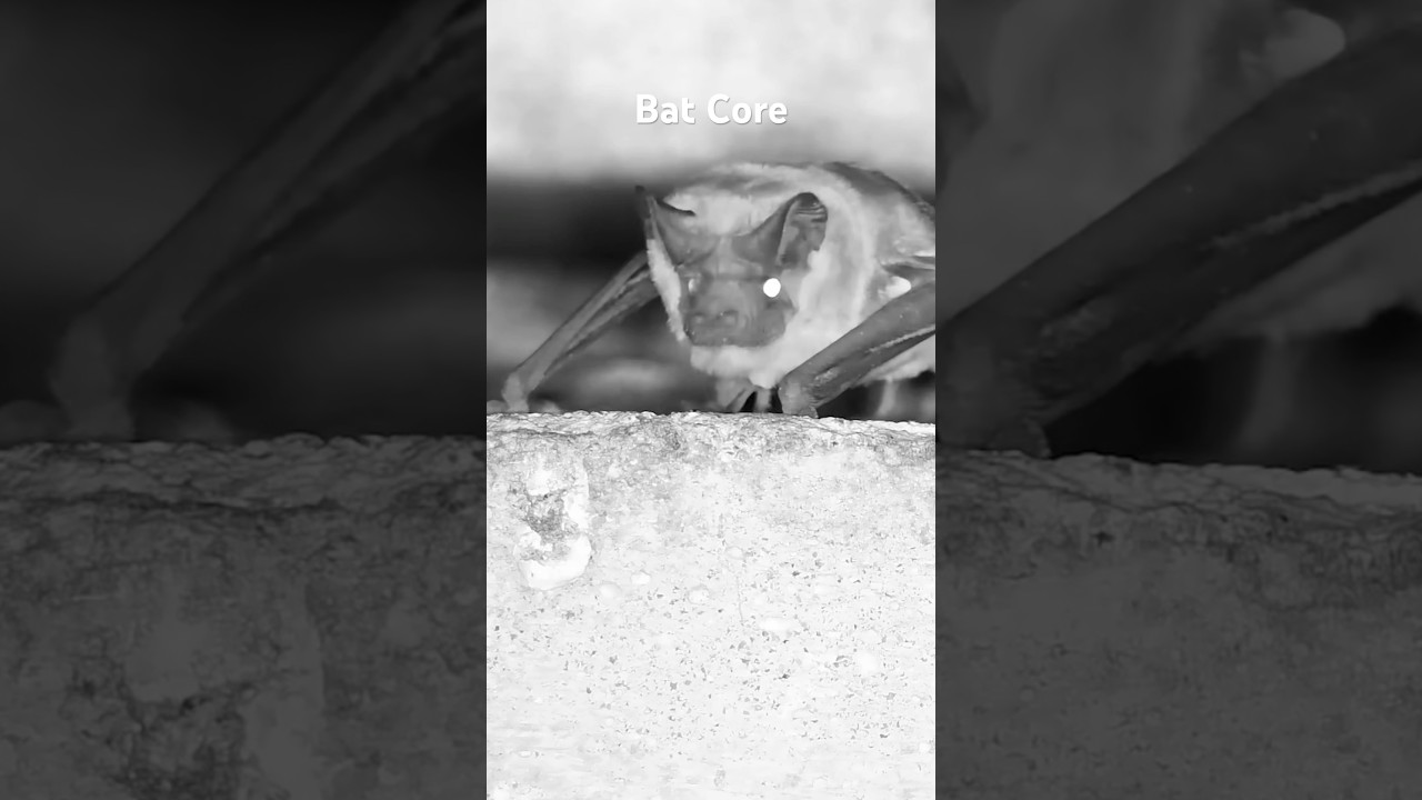 Bat Core #animalshorts #cute #animals #cuteanimals #bat #bats