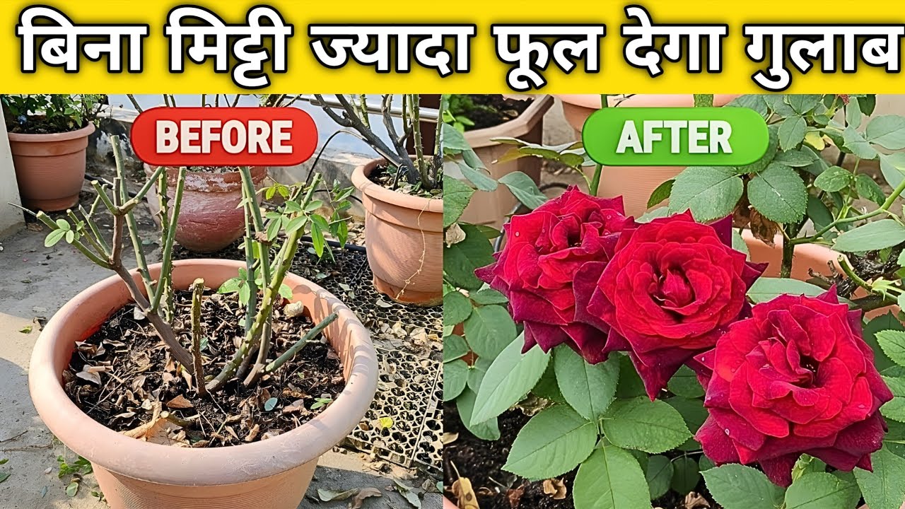 गुलाब को गमले में लगाने का नया तरीका | Soil less potting Mix for Rose Plant #gardening