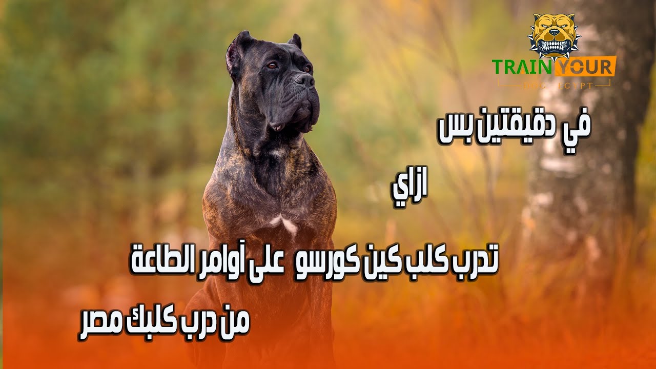 تدريب كلب الكين كورسو  ديبلو ـ اوامر الطاعة في دقيقتين ـ وفائدة المدرب في حياة كلبك