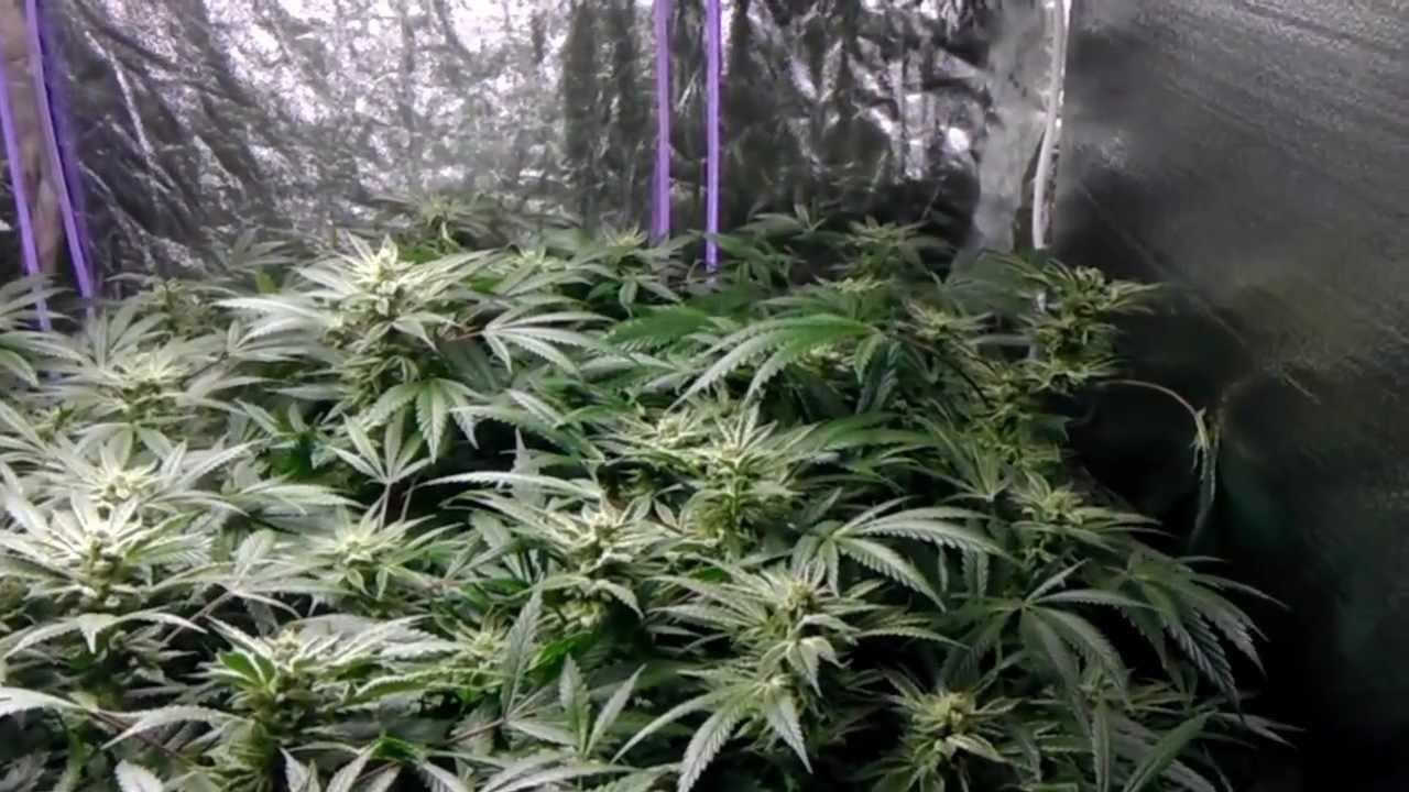 Spliff's Garden ~ Pro-420-Par/420-pfr-Pontoon Bloom Boom Room ~ 3-26-13