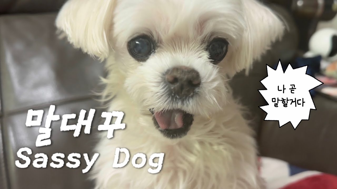 간식도둑 10단계 행동강령🐾[The Snack Thief’s 10steps]