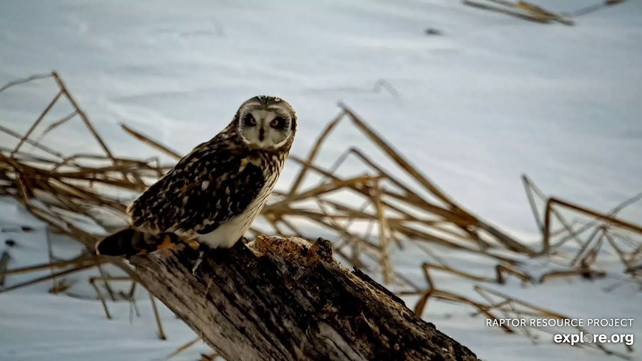 Mississippi River Flyway. Short-eared Owl - explore.org 01-29-2026