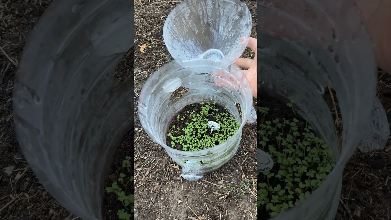 Acelerar Alm&aacute;cigos - Invern&aacute;culo Botella