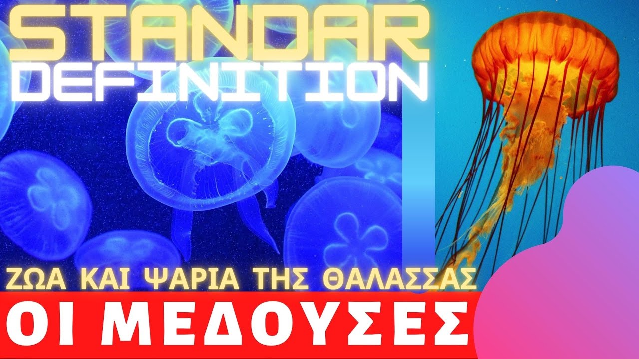 Μέδουσες - Ο μεγαλύτερος μπελάς των Θαλασσών (SD)
