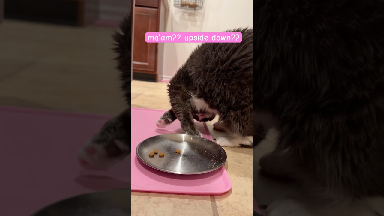 Just a Typical Cat Moment