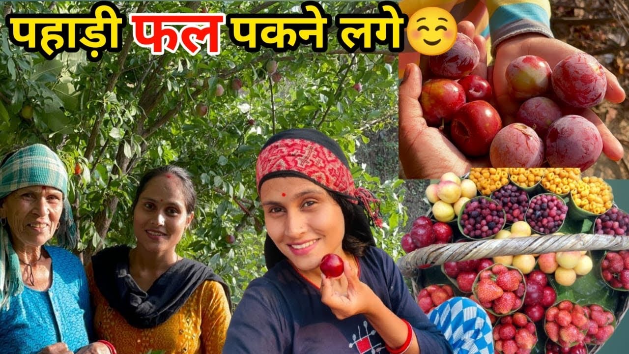 पहाड़ों  में होते है यह स्वादिष्ट फल😊mountain village life 😊