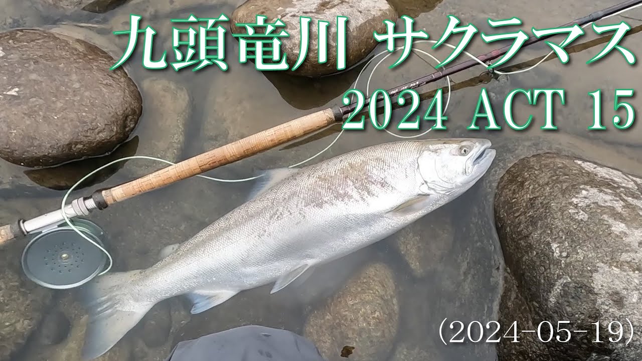 九頭竜川サクラマス 2024 ACT 15 2024-05-19