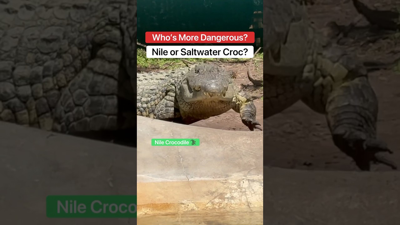 Who&rsquo;s More Dangerous: A Nile Or Saltwater Crocodile?! 🤔🐊 #shorts #crocodile