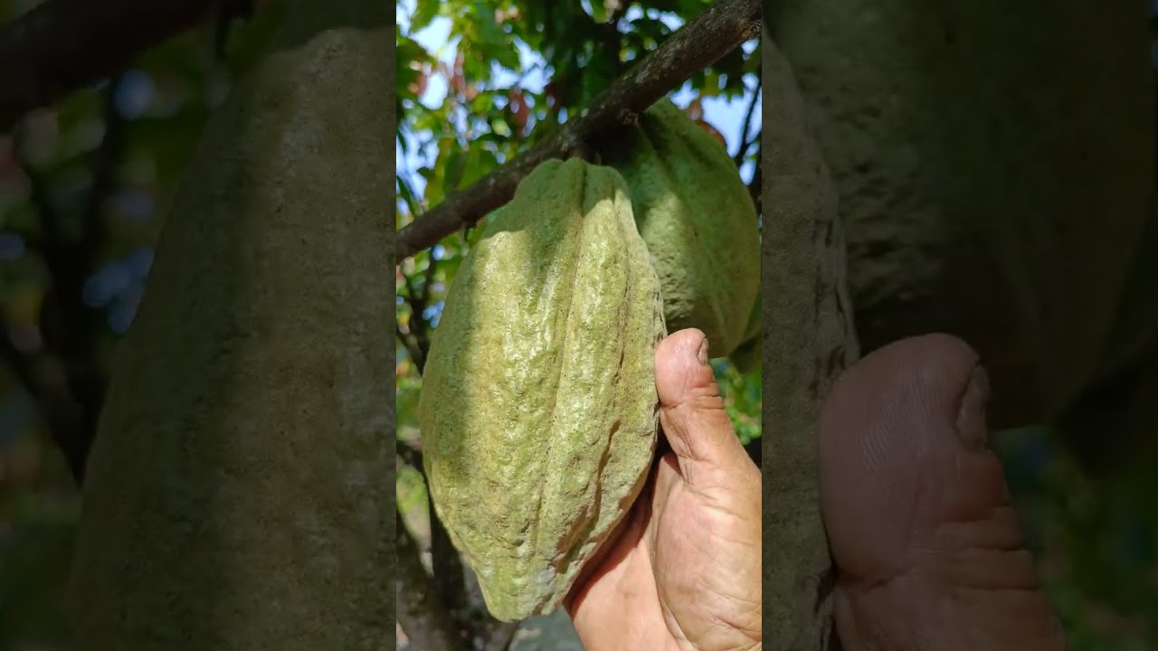 Ciri khas kakao yang ditanam dari biji, bukan dari buah biji hasil sambung pucuk.