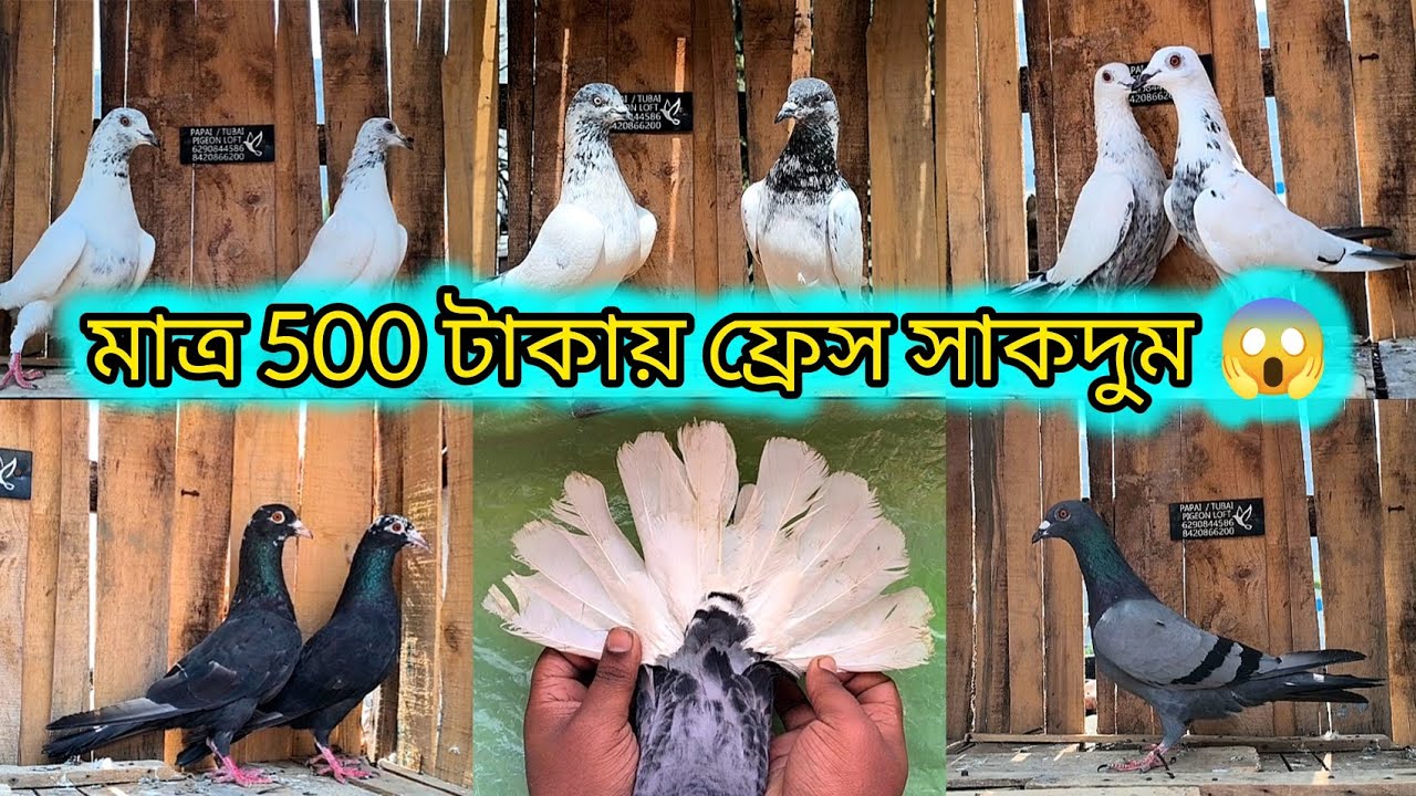 মাত্র 500 টাকায় ফ্রেশ সাকদুম পায়রা 😱😱 ll এত কম দামে দারুণ দারুণ জোড়া আগে কখনই পাননি ❤️🙏🏻
