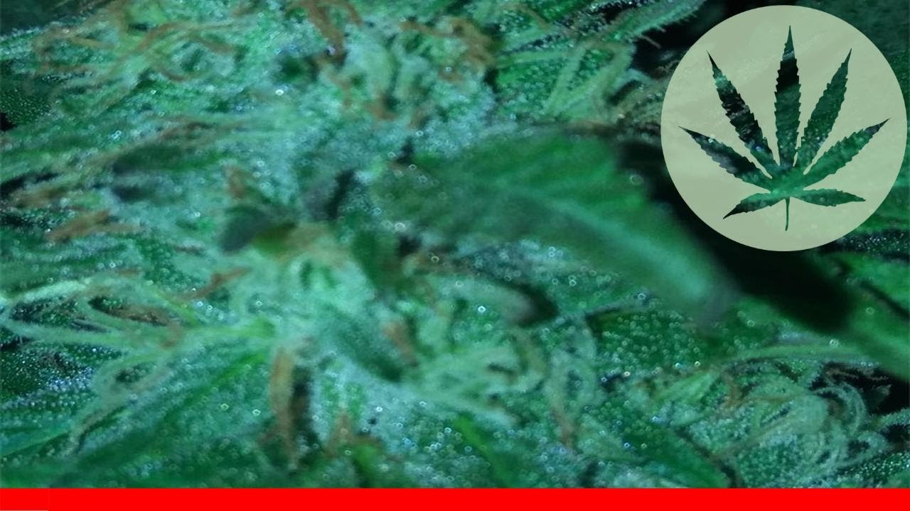 Kryptonite - All About This Strain