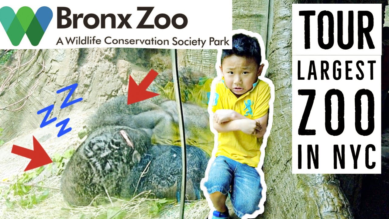 Bronx Zoo New York Largest Zoo in New York Tour.
