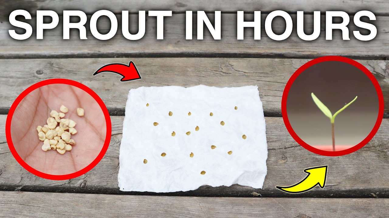 This Technique of Starting Seeds Will Change Your Life