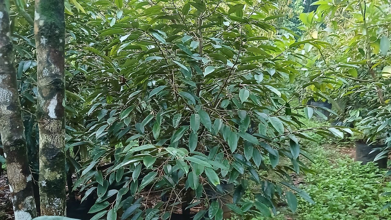 DURIHITAM 3METAN 081328018166