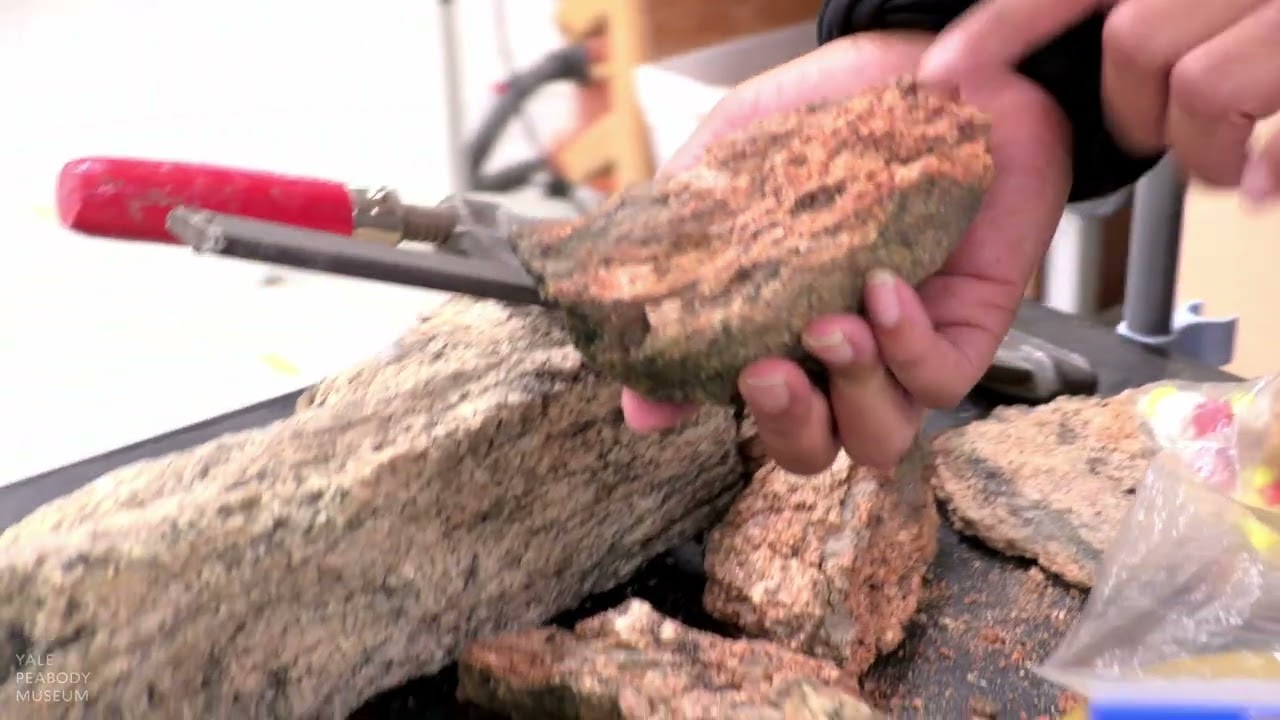 The Rocks Cry Out: Meet Cameron Patricia Downey