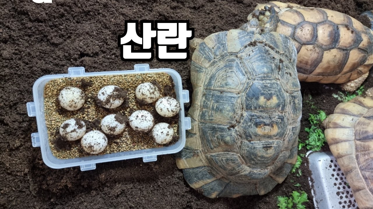 이틀만에 육지거북알 23개를 받았습니다. 이건 기록이네요