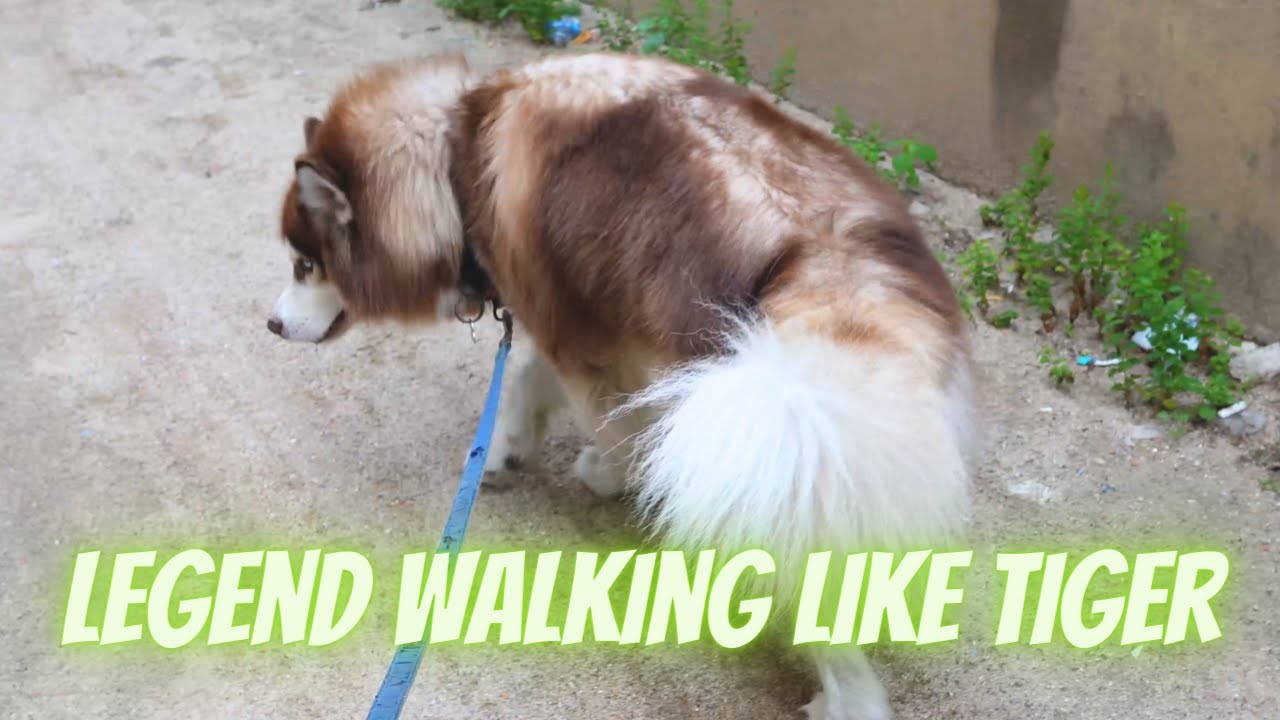 Today i walking my husky dog to pee pee and poo poo he's look so happy, Legend Legend