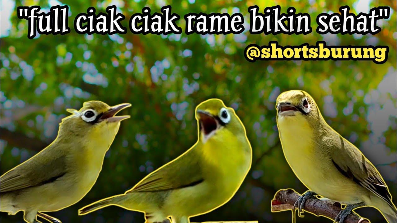 MASTERAN KECIAL KUNING LOMBA SUARA CIAK CIAK JOSS || TERAPI KECIAL KUNING MALAS BUNYI