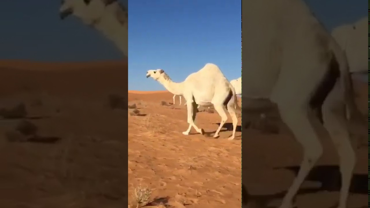 شيلة مهداة من الشاعر سعد المحمادي 
الى مالك الابل عناد فيصل المحمادي