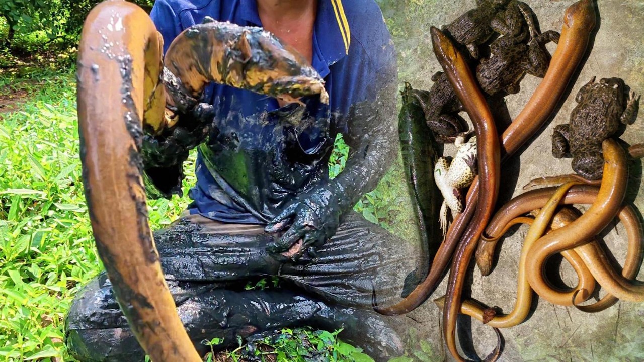Truy Tìm Những Con Lươn Ở Nước Sâu | Gấc Quê