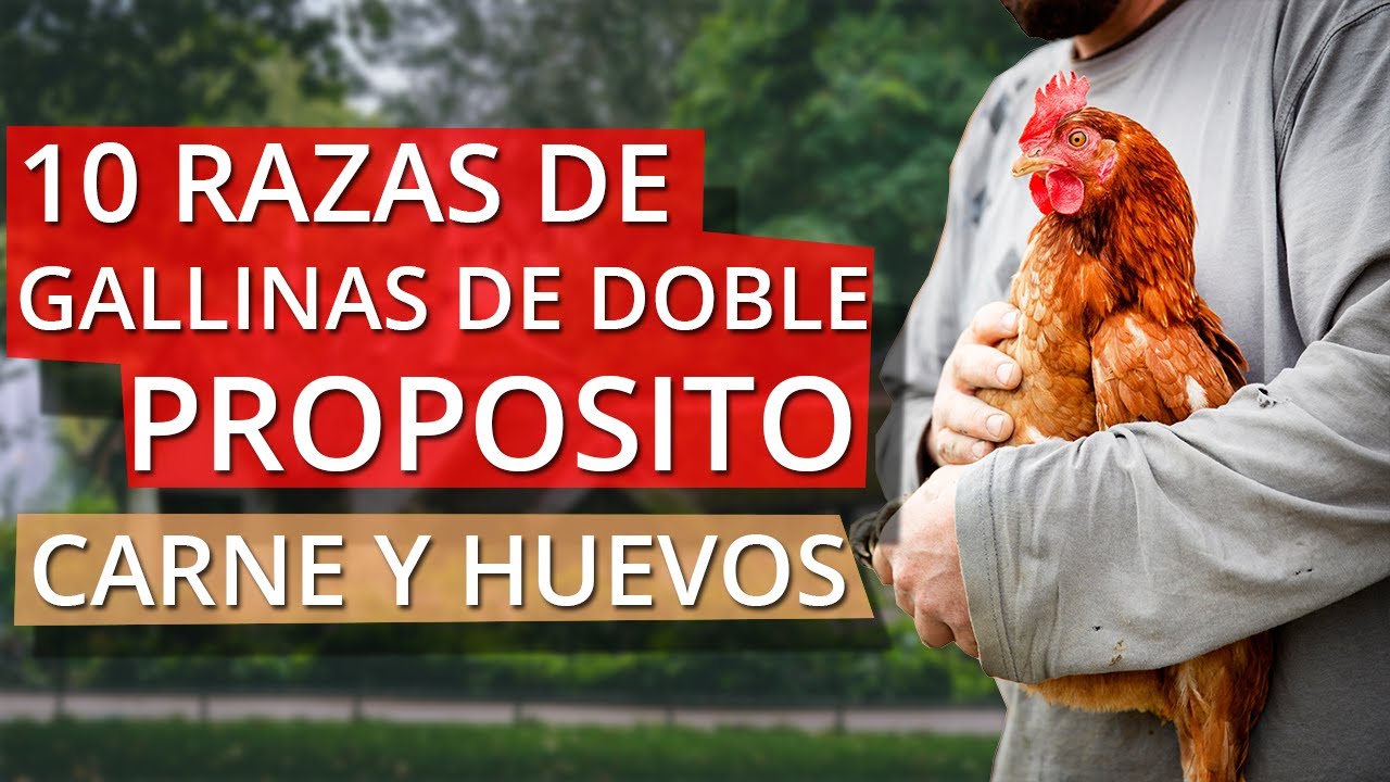 10 mejores razas de gallinas de doble propósito 🐔