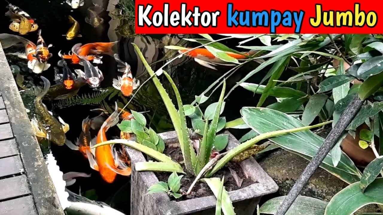 REVIEW KOLEKTOR IKAN KOI KUMPAY JUMBO 80 CM#IKANKOI#JUMBO#HOBYKOI#KUMPAY#KOI#KOIBLITAR#BALI#TERBESAR