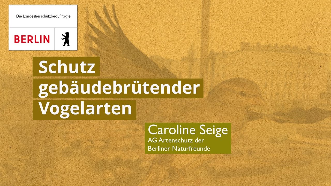 Wildtiere in der Stadt: Schutz gebäudebrütender Vogelarten