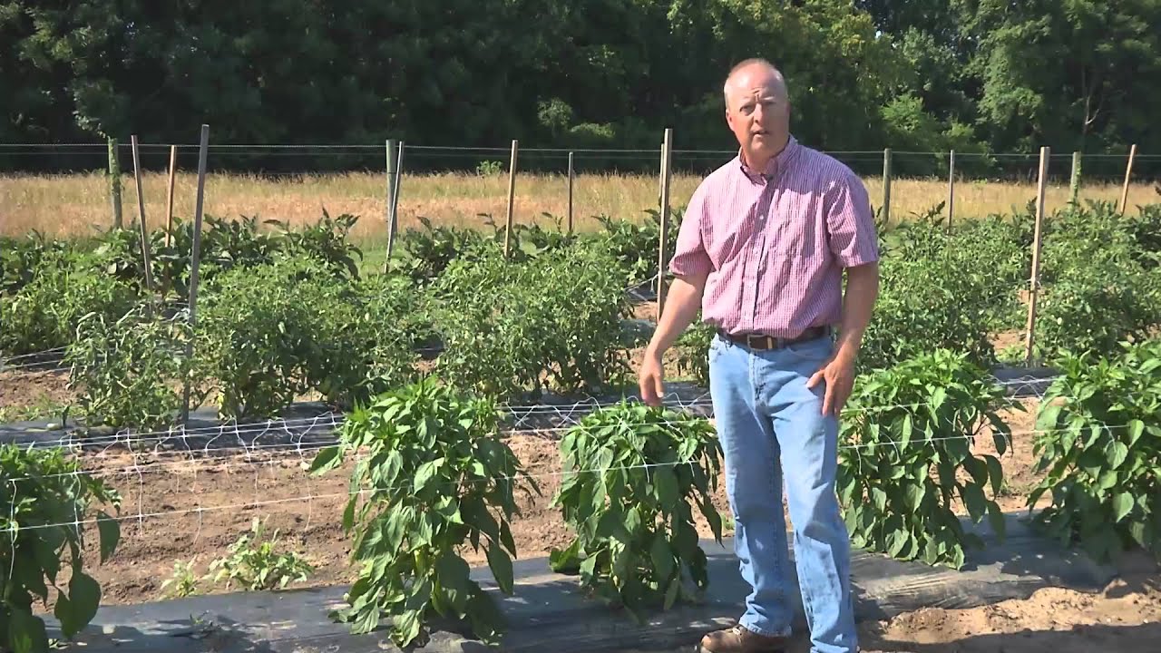 Growing Peppers - From the Ground Up
