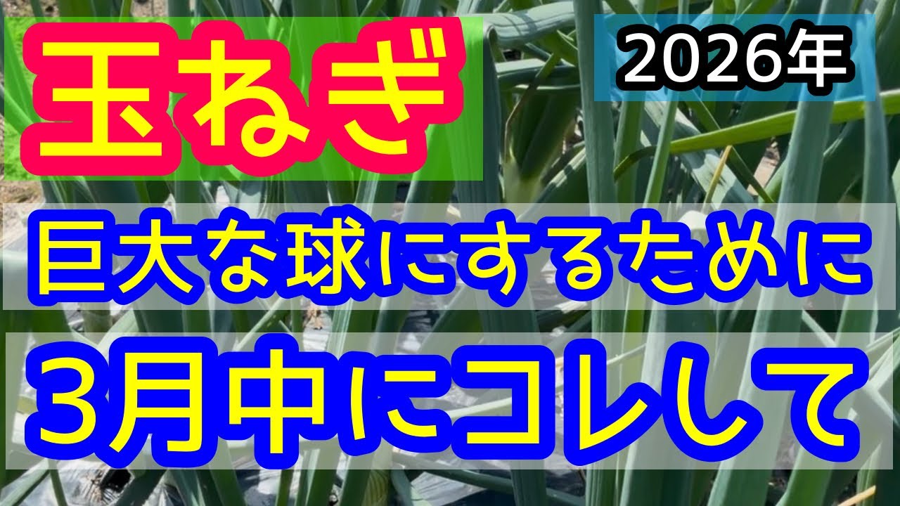 【玉ねぎ】大きな玉ねぎを収穫するために3月中にして欲しい作業を詳しく解説します。2026年。