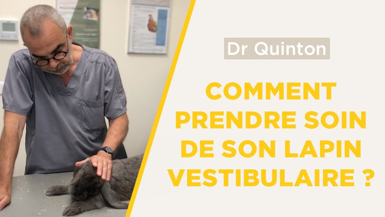 Comment prendre soin de son lapin vestibulaire ?
