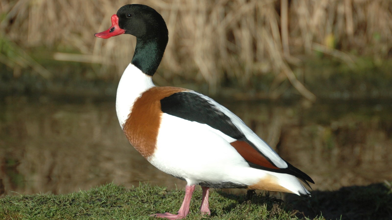 Life cycle of the shelduck | WWT Slimbridge