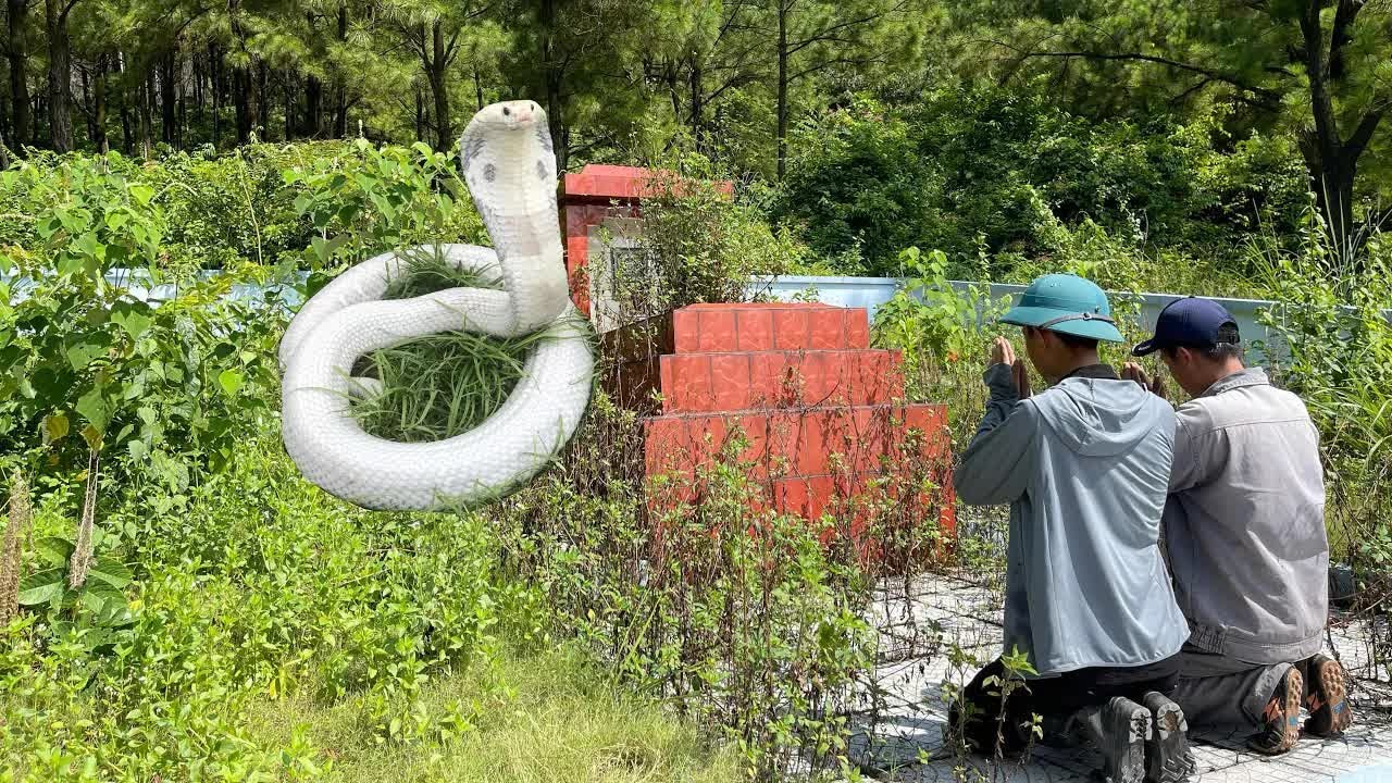 Wild Snake Hunting|Snake Hunt Adventure