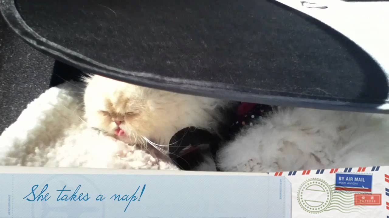 Pet Traveling - Luna in traveling mode!