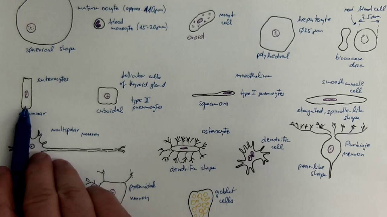 01_01_Shapes of  cells