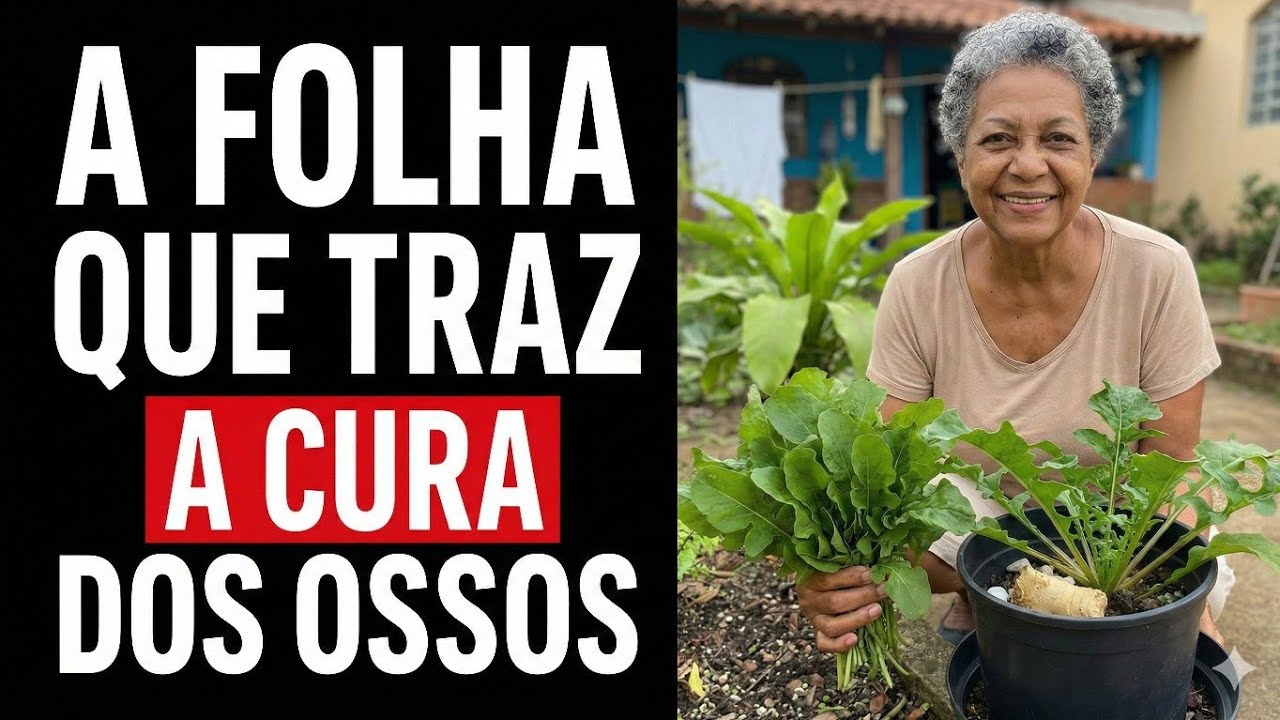 Antes era só mato aos meus olhos. Hoje é amparo pro corpo cansado na terceira idade. 