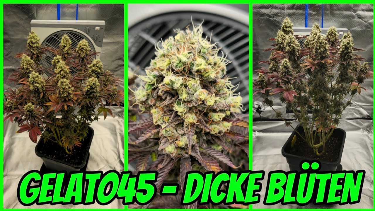 GELATO #45 | Bl&uuml;tewoche 12 | DICKE BL&Uuml;TEN