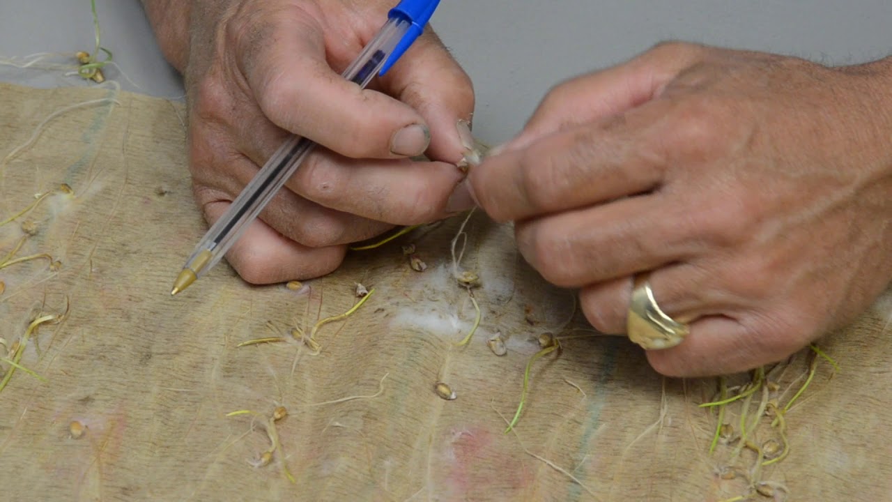 Wheat Germination: Fusarium & Coleoptile Length | SoDak Labs, Inc | Seed Testing Lab