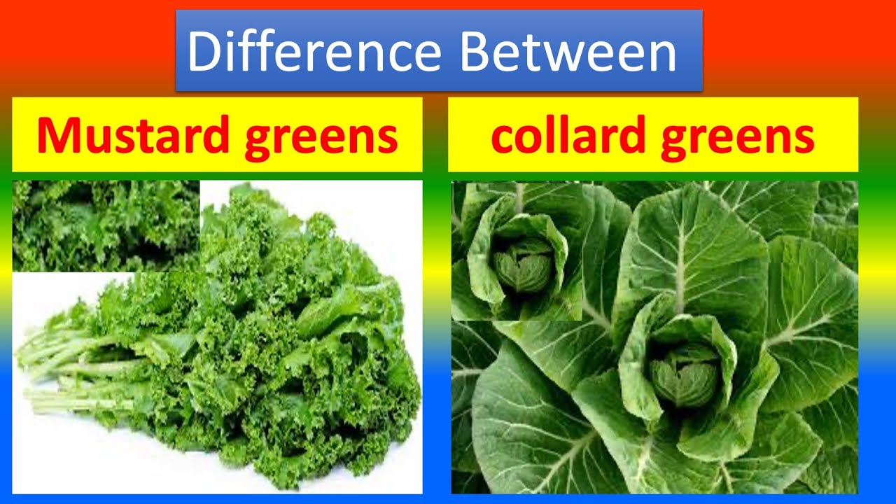 Differences Between Medical And Health Benefits Of Mustard greens  and Collard greens