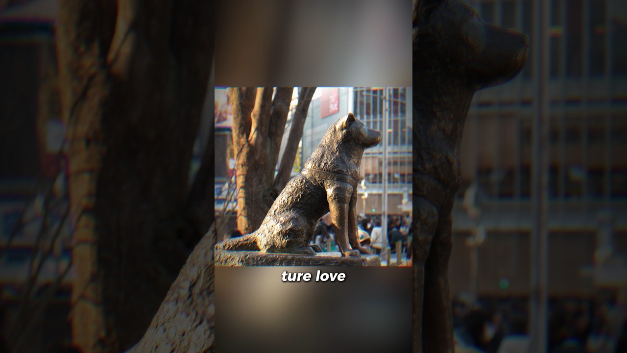 Why Japan Built a Statue For This Dog (Hachiko)?