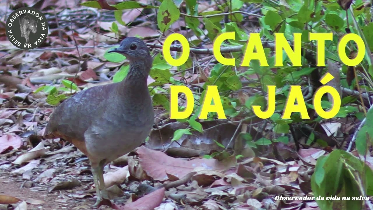 Canto maravilhoso da jaó (Crypturellus undulatus). É para matar a saudade da roça!