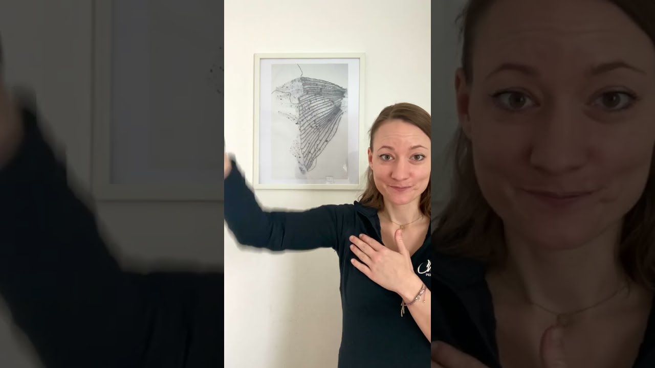 Das Schultergelenk