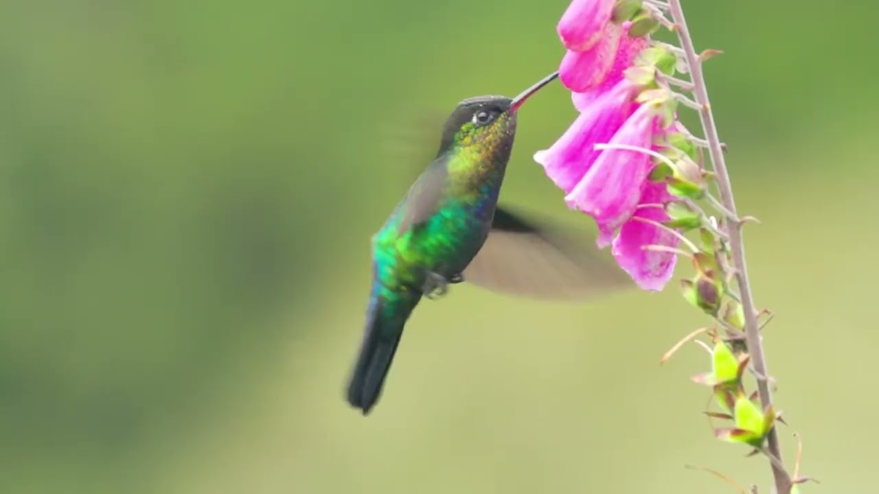 Hummingbird