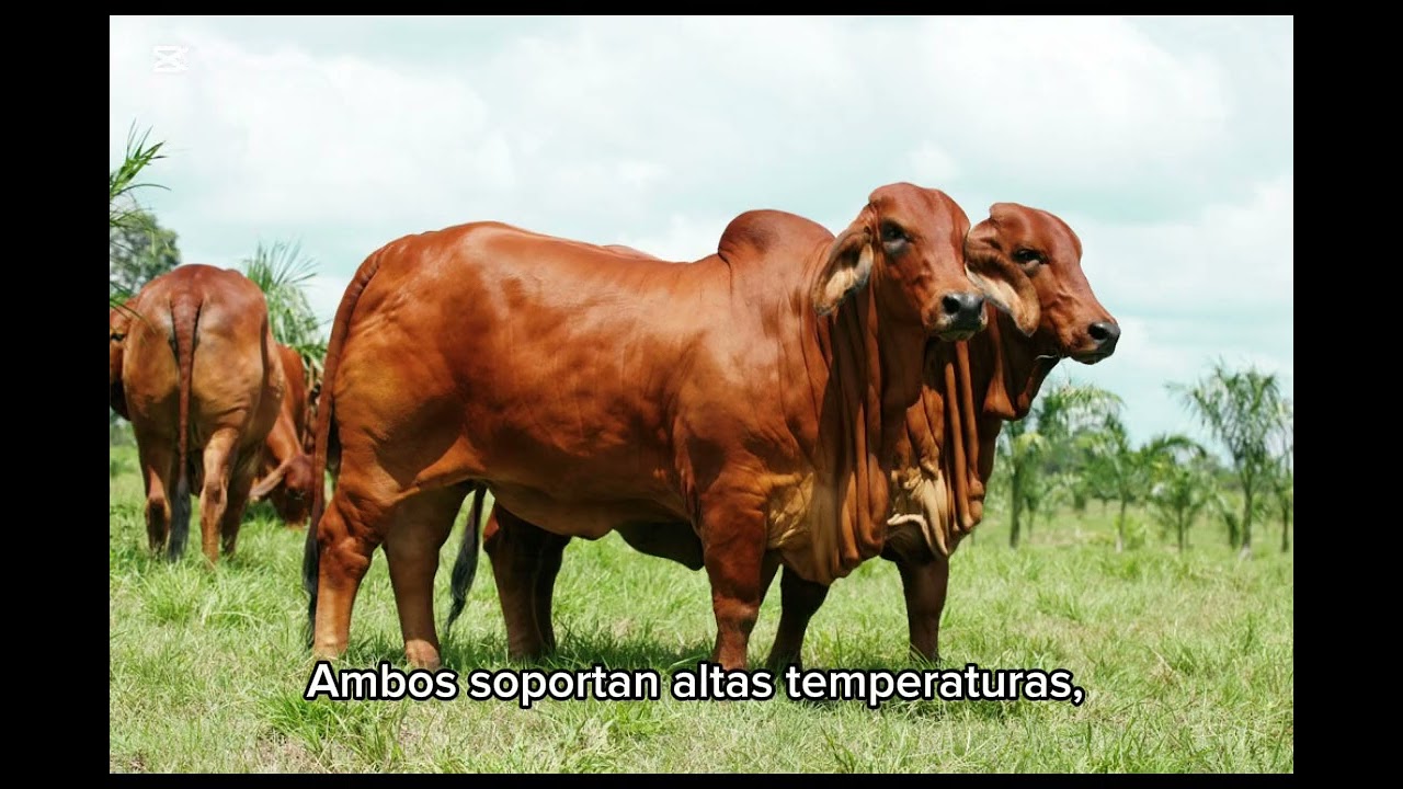 ¿Brahmán Gris o Brahmán Rojo? | ¿Cuál es Mejor para el Trópico Colombiano? #ganado #brahman  #video 