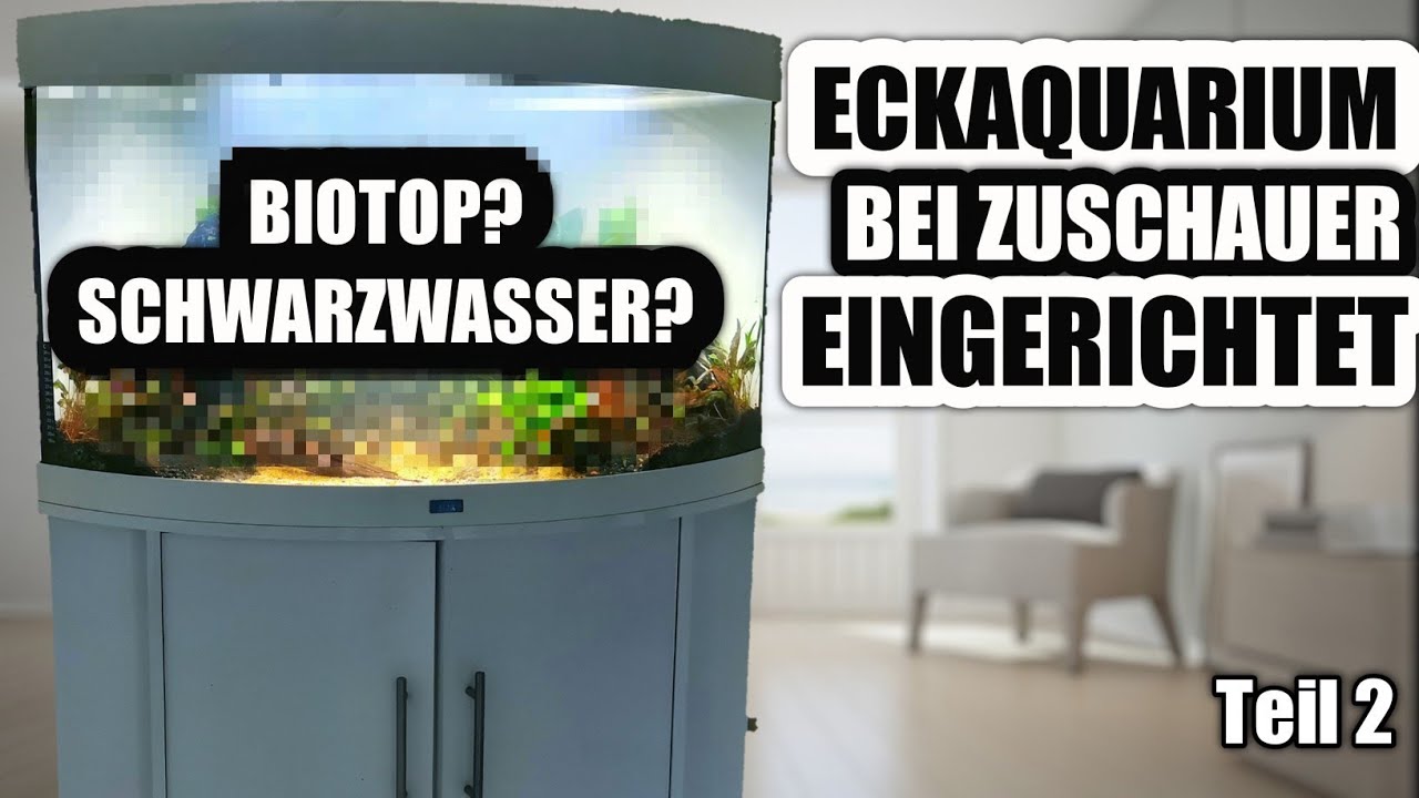 Eckaquarium als Schwarzwasser Biotop bei Zuschauer eingerichtet