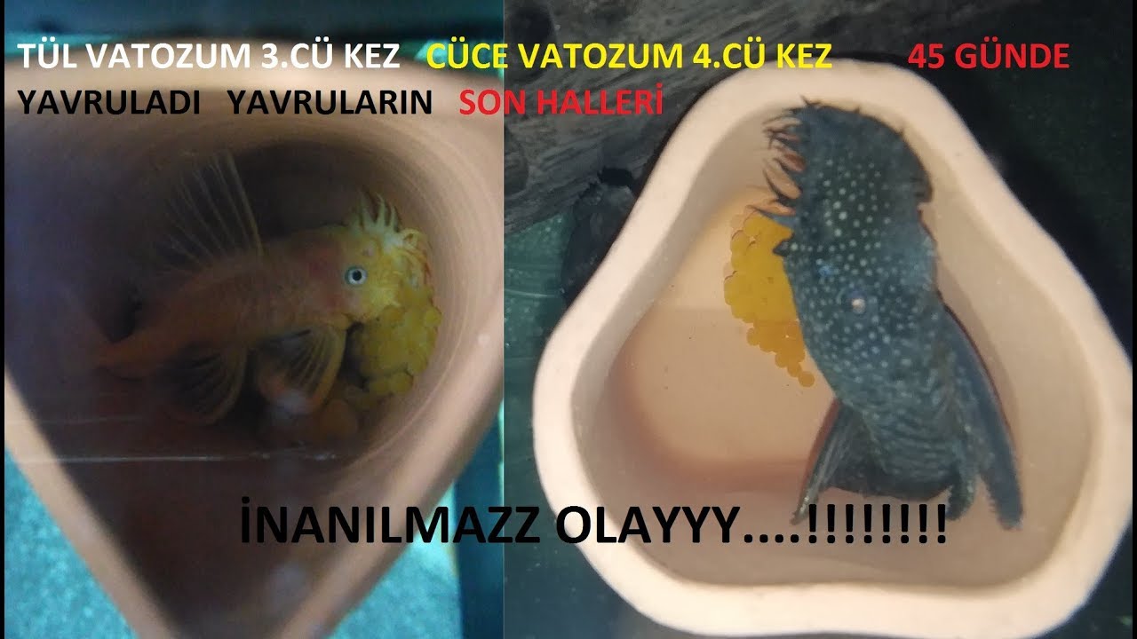 CÜCE VATOZ BALIĞI, YAVRULADI ,YAVRULARI KÜPTEN ÇIKARIYORUZ