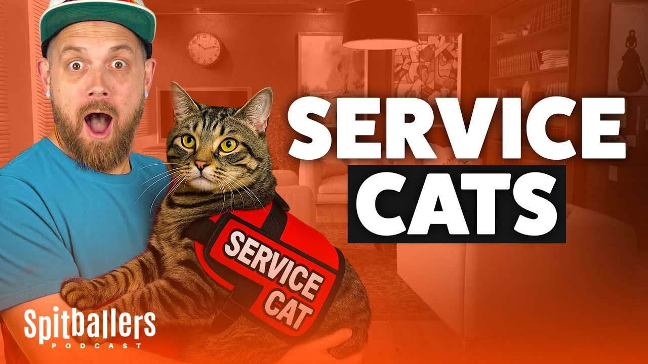 Service Cats & A Pool Party Battle - Episode 348 - Spitballers Comedy Show